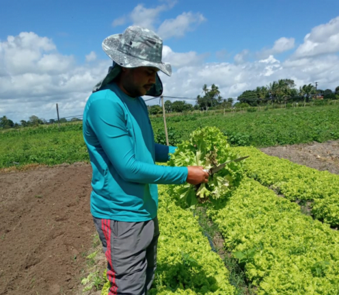 emater ja distribuiu 27 mil toneladas de alimentos no agreste por meio do paa - Programa de aquisição de alimentos beneficia agricultores e população carente de AL